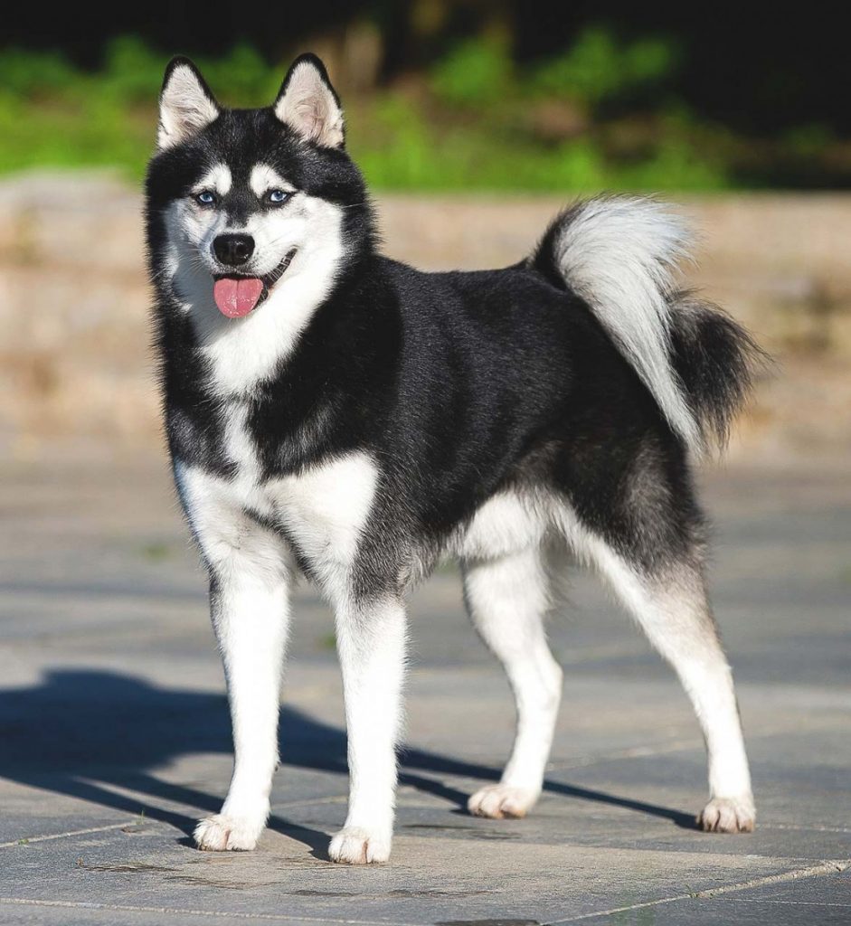 Аляскинский кли клай