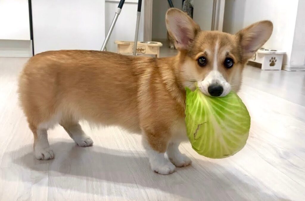 запрещенные продукты для корги