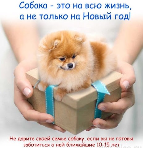 Можно ли дарить собаку на Новый год