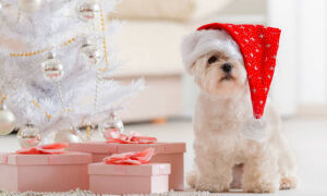 Можно ли дарить собаку на Новый год 2026