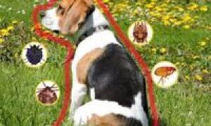 Как защитить собаку от укуса клеща