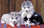 Хаски щенки уход и содержание в домашних условиях